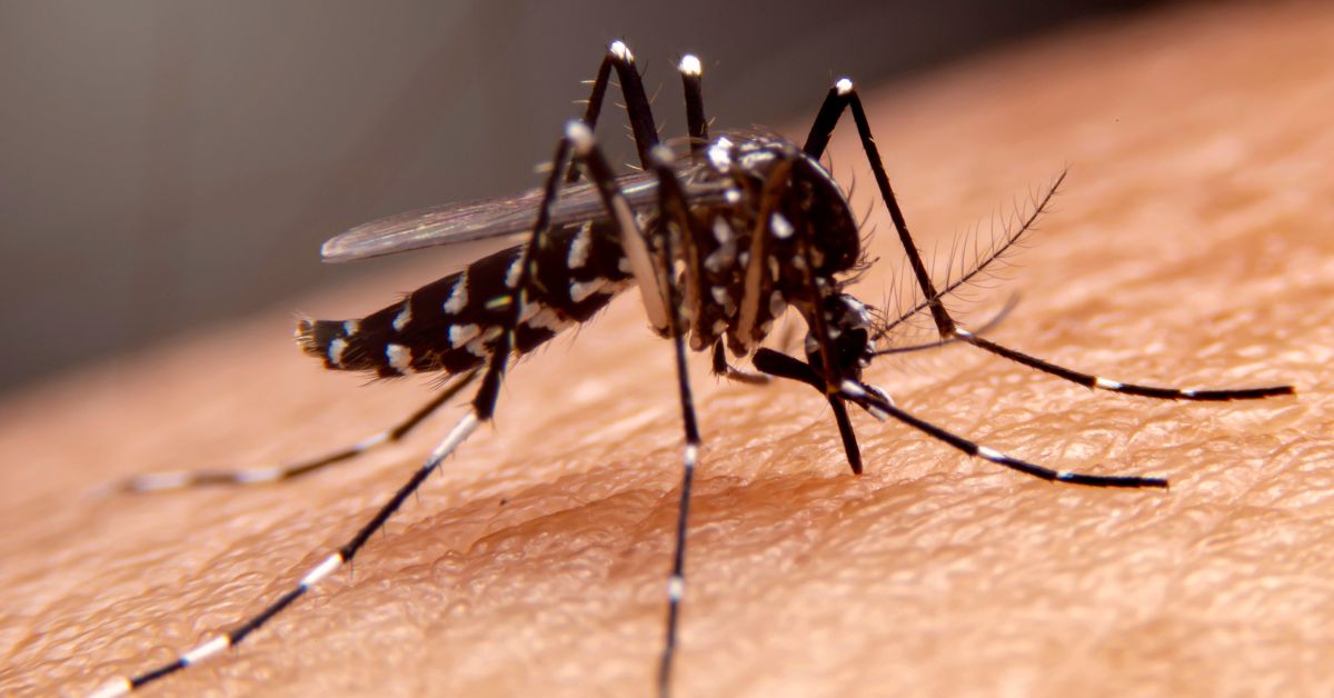 Dengue - Shanti Nursing Home Blog